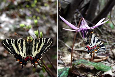 ギフチョウ（岐阜県）