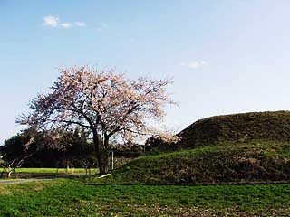 古墳とサクラ
