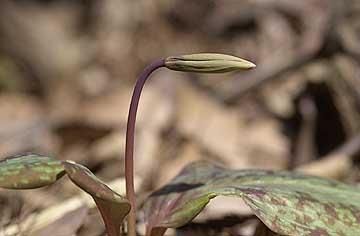 カタクリのつぼみ