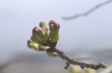 サクラのつぼみ