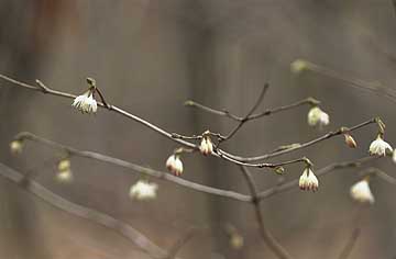 スイカズラの仲間