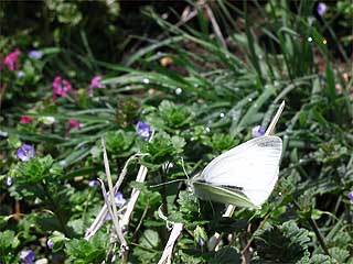 モンシロチョウ