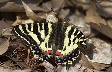 ヒメギフチョウ