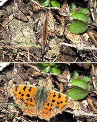 キタテハのカムフラージュ