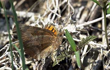 キタテハの産卵