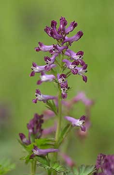 ムラサキケマン