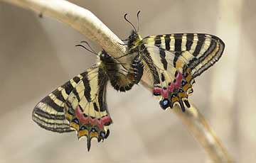 ヒメギフチョウの交尾