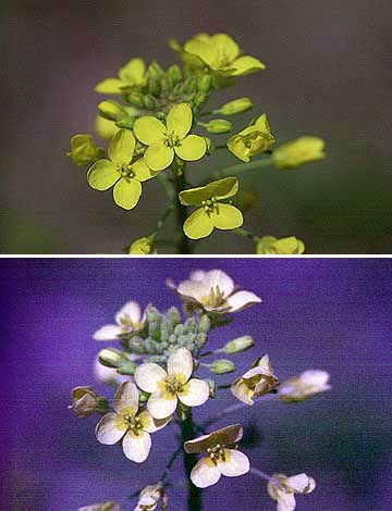 ナノハナの紫外線写真