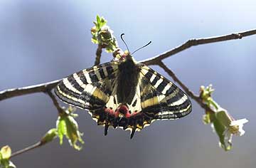 ヒメギフチョウの吸蜜