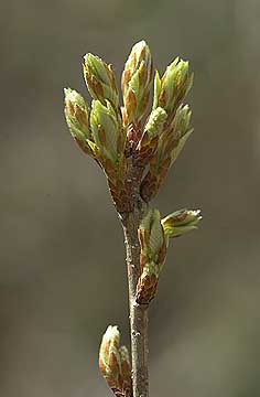 コナラの芽吹き