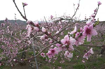 モモの花