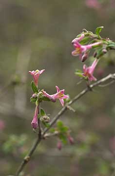 ウグイスカグラ