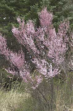 コヒガンザクラ