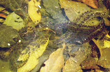 ヒキガエルの卵