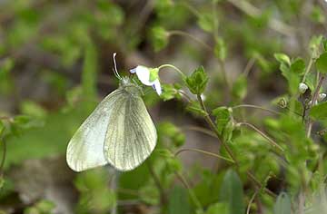 ヒメシロチョウ