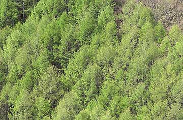 新緑のカラマツ林