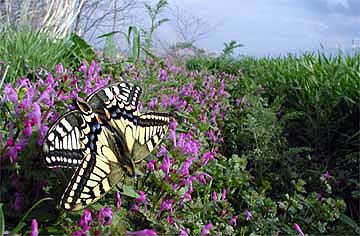 キアゲハの交尾