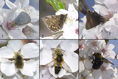 桜の花に集まる虫たち