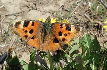 ヒオドシチョウ