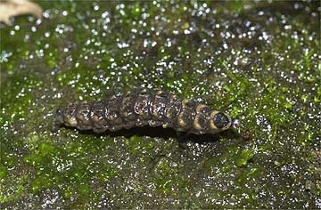 ゲンジボタルの幼虫