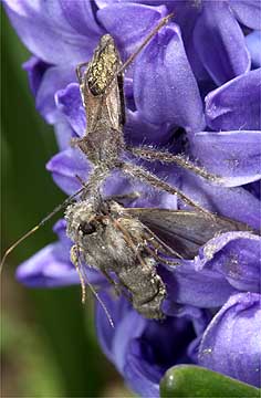 ガを捕まえたサシガメ