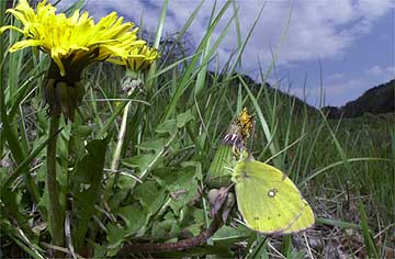 羽化直後のモンキチョウ