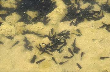 アカガエルのオタマジャクシ