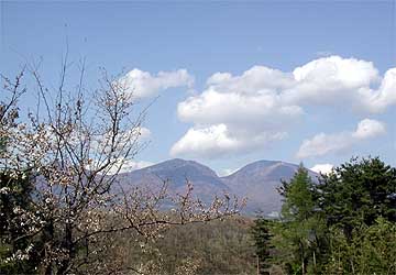 サクラと浅間山