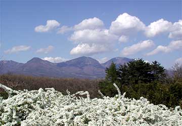 ユキヤナギと浅間山