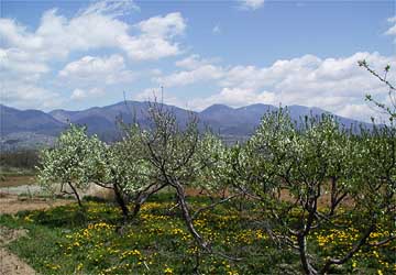 ナシの花と浅間山