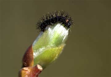 ヒメヤママユの1齢幼虫