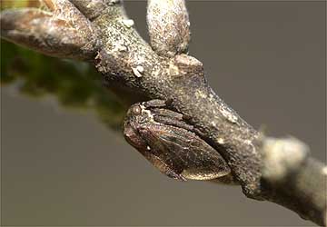 トビイロツノゼミ