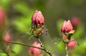 ツツジのつぼみ
