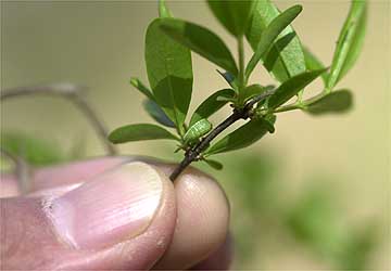 ウラゴマダラシジミの幼虫