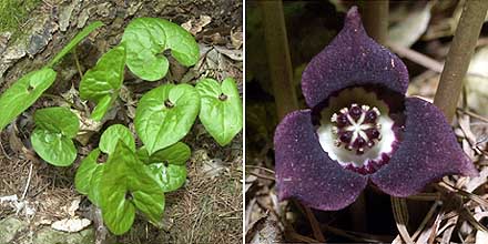 ウスバサイシン