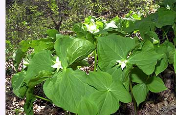 シロバナエンレイソウ