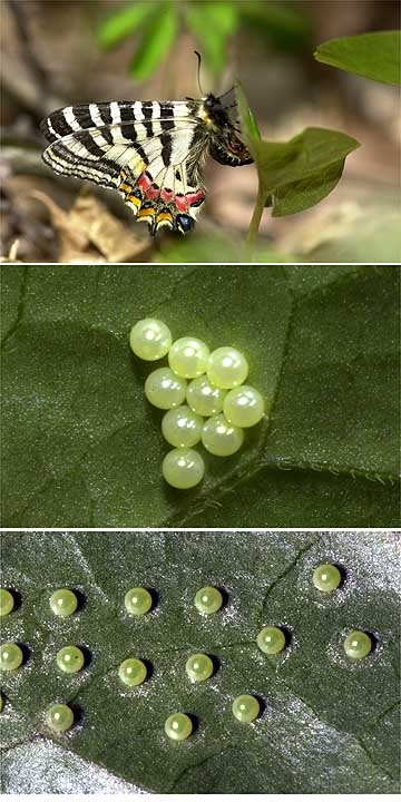 ヒメギフチョウの産卵