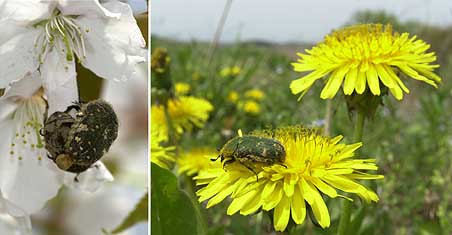 コアオハナムグリ