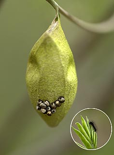 ウスタビガの孵化