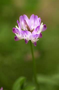 アトリエのレンゲ