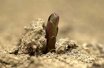 オカトラノオの芽吹き