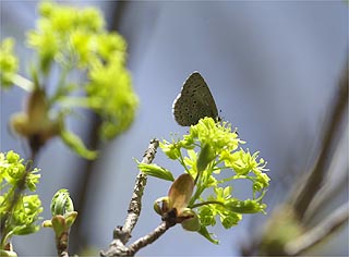 スギタニルリシジミ