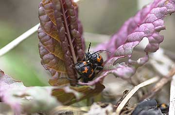 イタドリハムシ