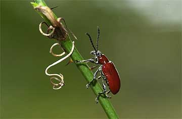 アカクビナガハムシ