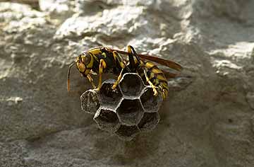 キアシナガバチ