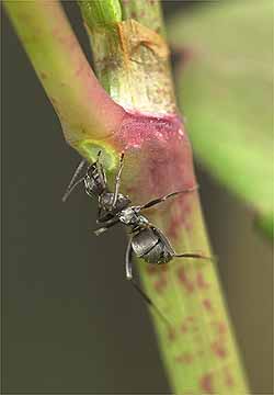 イタドリの蜜腺
