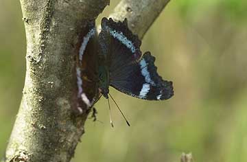 樹液を吸うルリタテハ