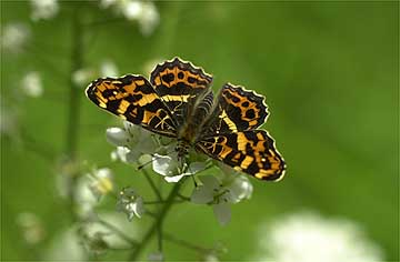 サカハチチョウ