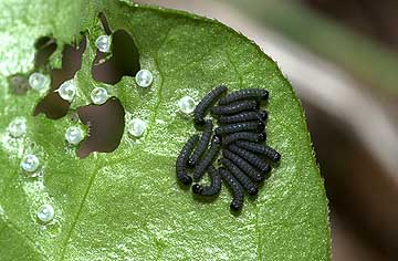 ヒメギフチョウの幼虫