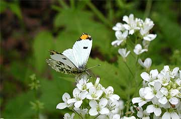 ツマキチョウのオス